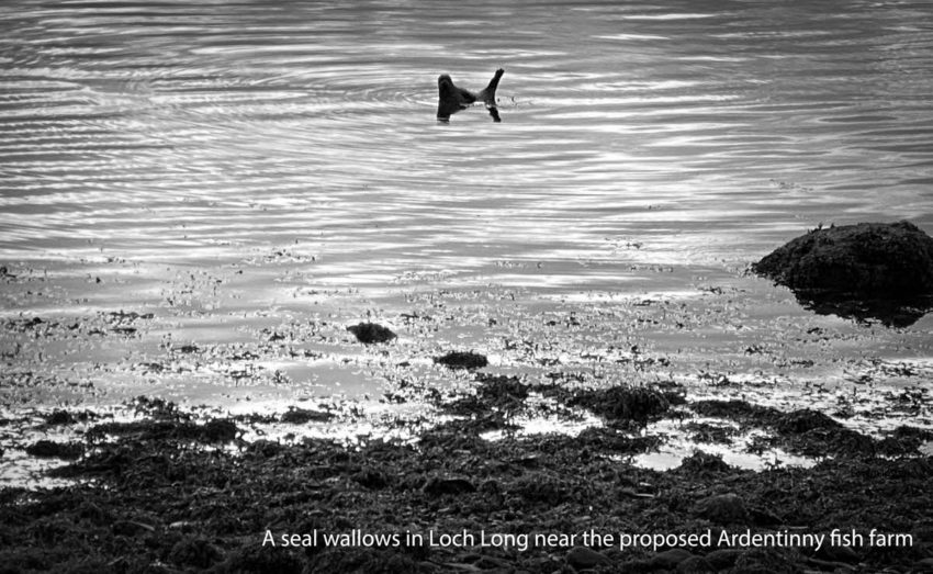 A seal wallows in Loch Long near proposed Ardentinny fish farm